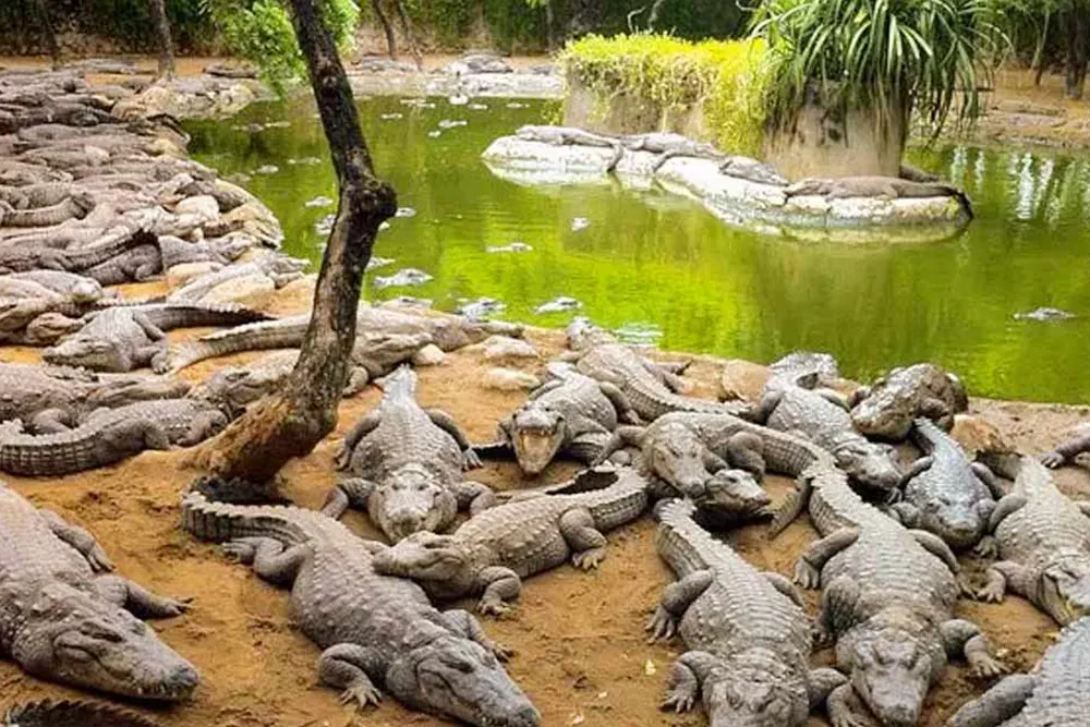 Chennai Crocodile Bank