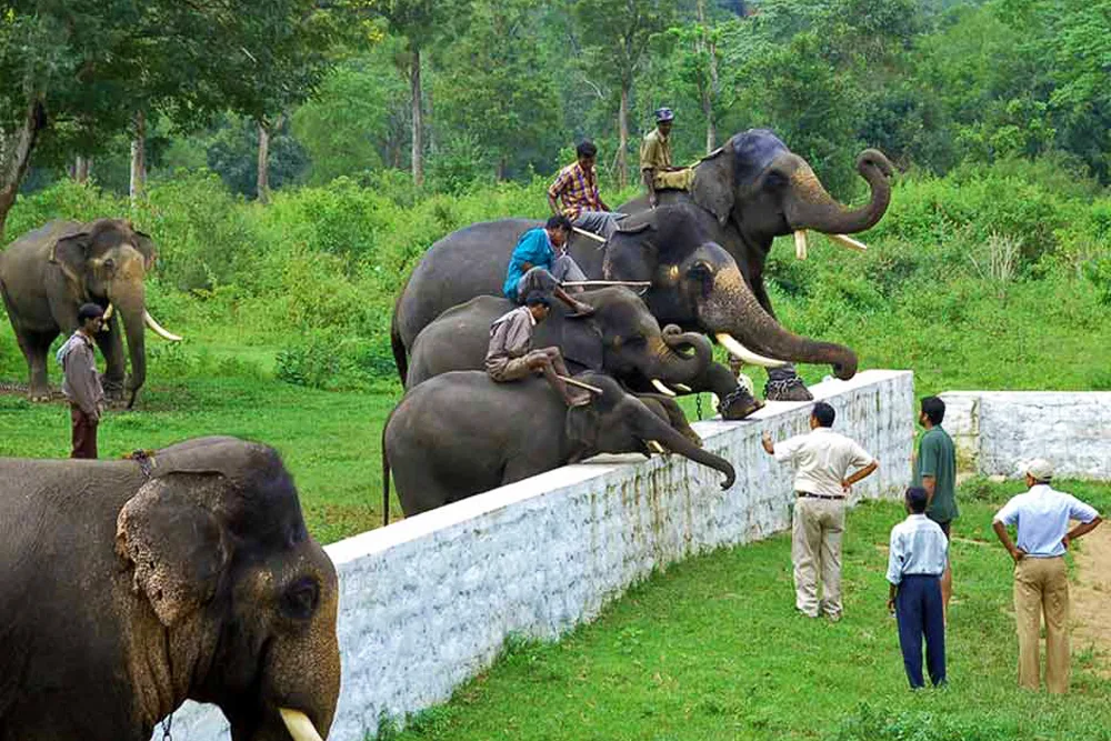 Dubare Elephant Camp