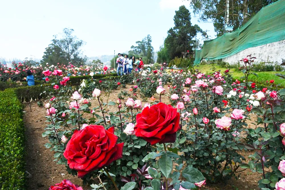 Kodai Rose Garden