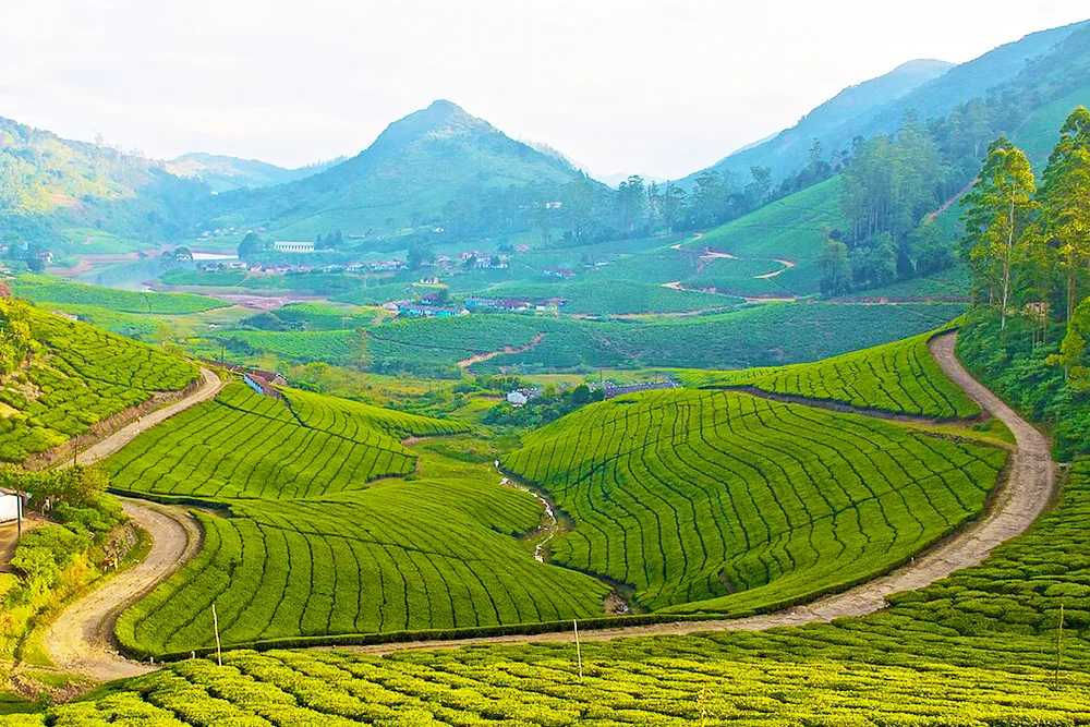 Megamalai Tea Estate
