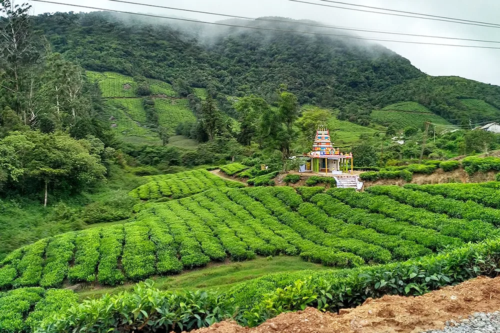 Megamalai Tea Garden