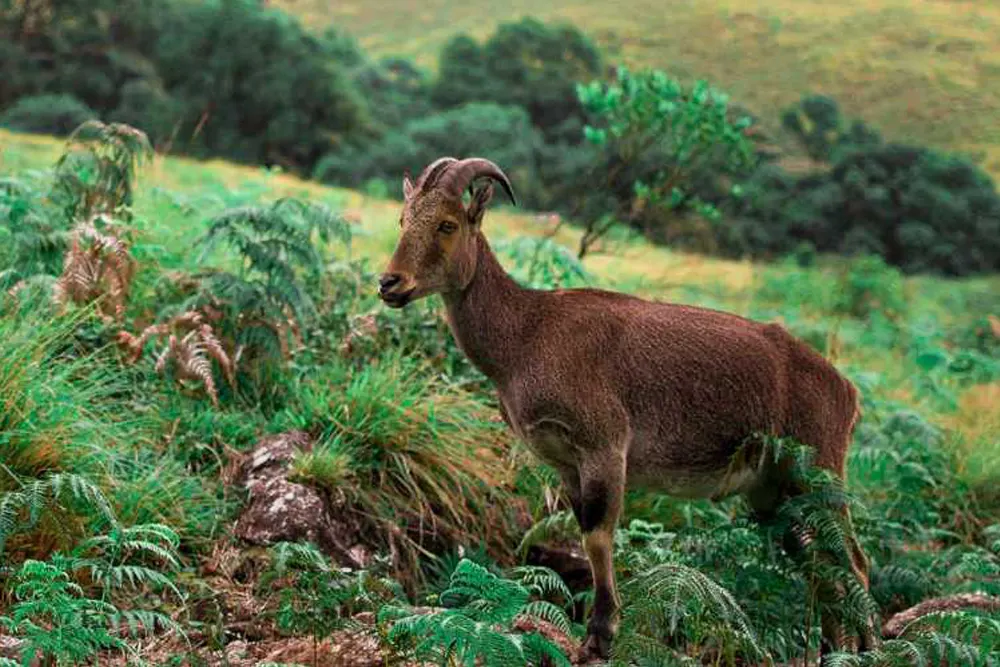 Eravikulam National Park