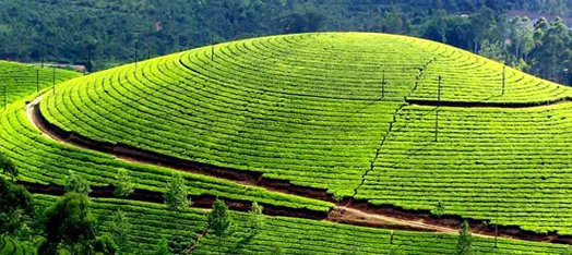 Munnar
