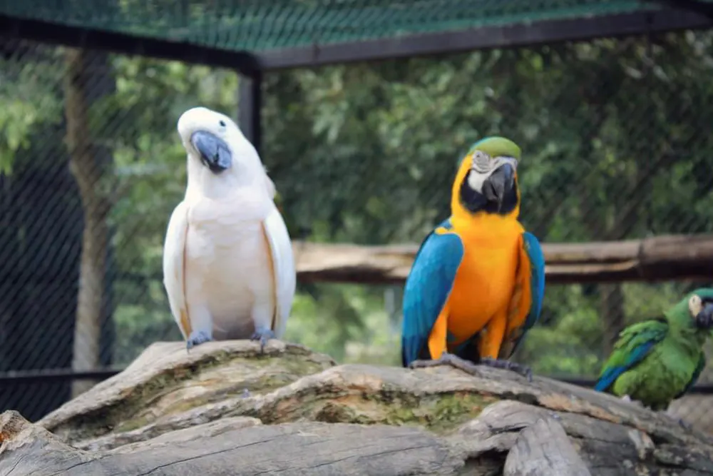 Rajali Birds Park
