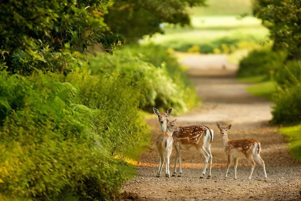 Periyar National Park