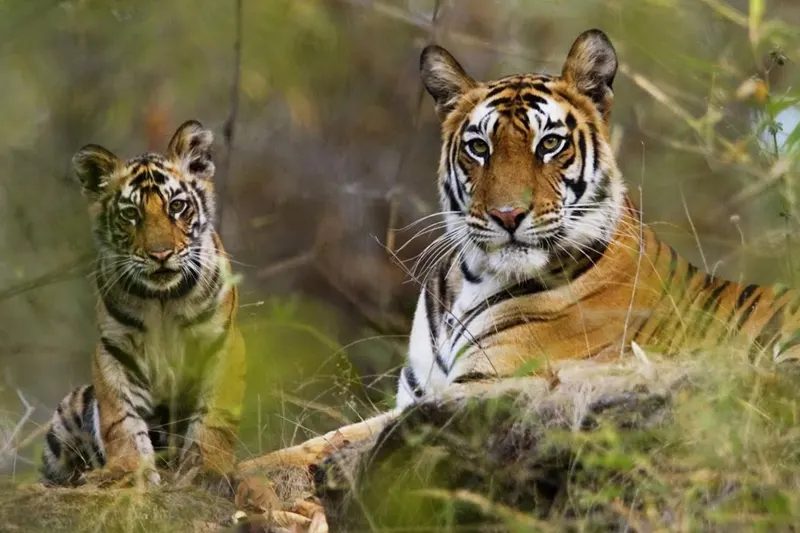 Thekkady 2 Days Tour Package