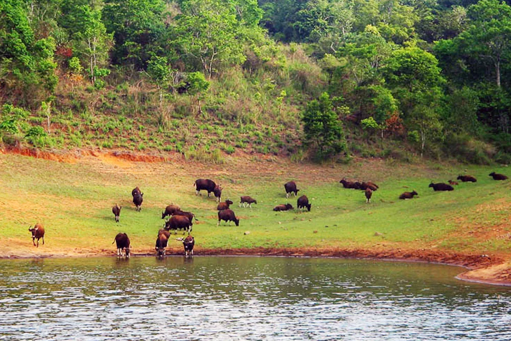 Thekkady Lake Animals Spotting